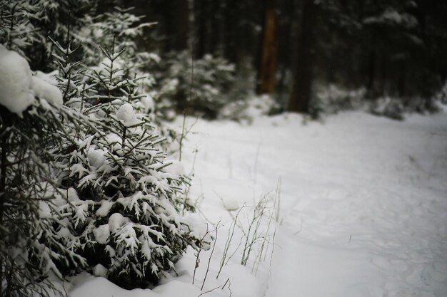 Paisaje nevado de invierno El bosque está cubierto de nieve Escarcha y niebla en el parque