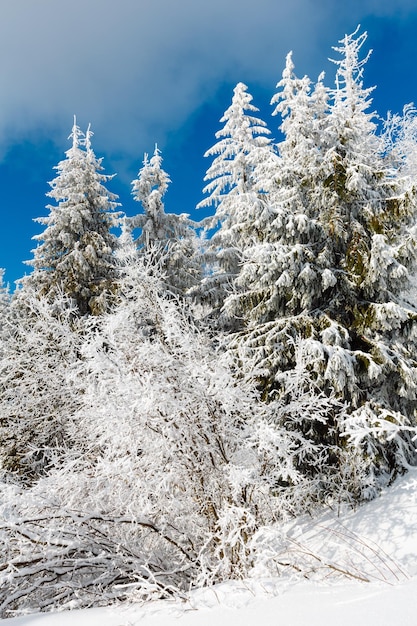 Paisaje nevado de montaña de invierno