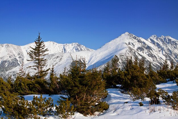 Paisaje nevado de montaña con pinos