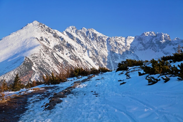 Paisaje nevado de montaña con pinos