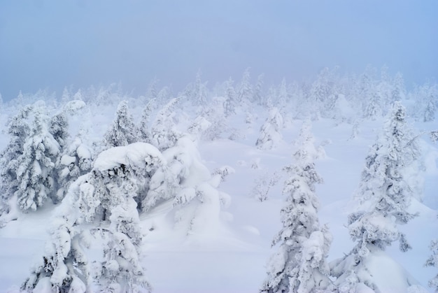 Paisaje nevado paso de montaña boscosa durante una tormenta de nieve