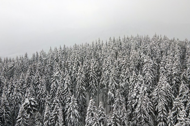 Paisaje de niebla aérea con pinos de hoja perenne cubiertos de nieve recién caída después de fuertes nevadas en el bosque de montaña de invierno en la fría noche tranquila.