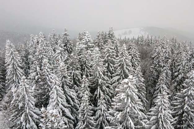 Paisaje de niebla aérea con pinos de hoja perenne cubiertos de nieve recién caída después de fuertes nevadas en el bosque de montaña de invierno en la fría noche tranquila.
