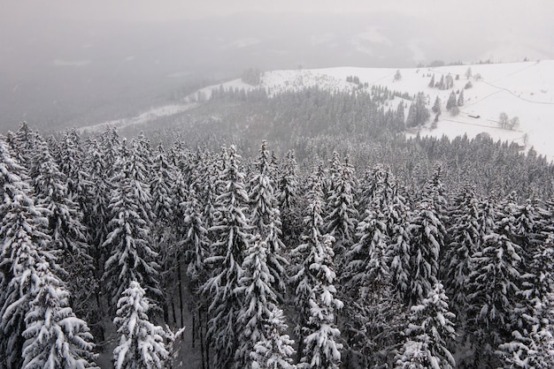 Paisaje de niebla aérea con pinos de hoja perenne cubiertos de nieve recién caída después de fuertes nevadas en el bosque de montaña de invierno en la fría noche tranquila.
