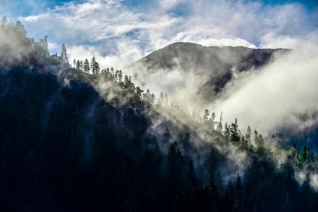 Paisaje de niebla en Alaska con montaña y árbol