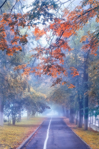 paisaje de niebla de la ciudad de otoño / octubre en la ciudad, niebla, clima húmedo de otoño, callejón de árboles en la ciudad