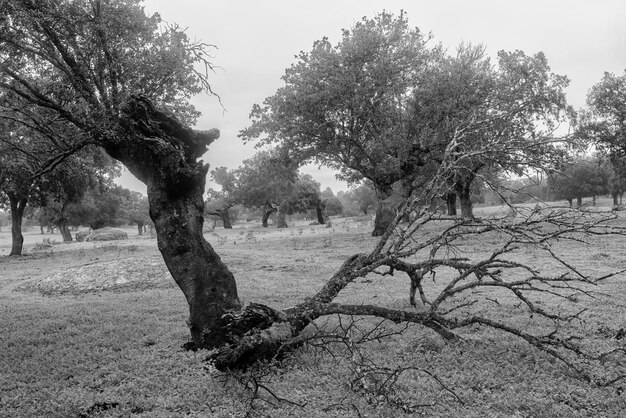 Foto paisaje con niebla en la dehesa de la luz extremadura españa