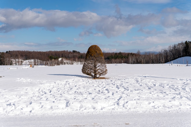 Paisaje de nieve con pino