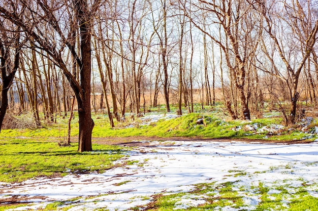 Paisaje La nieve yace sobre la hierba verde en un bosque con árboles desnudos en un soleado día de primavera