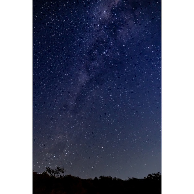 Paisaje nocturno con árbol con Vía Láctea