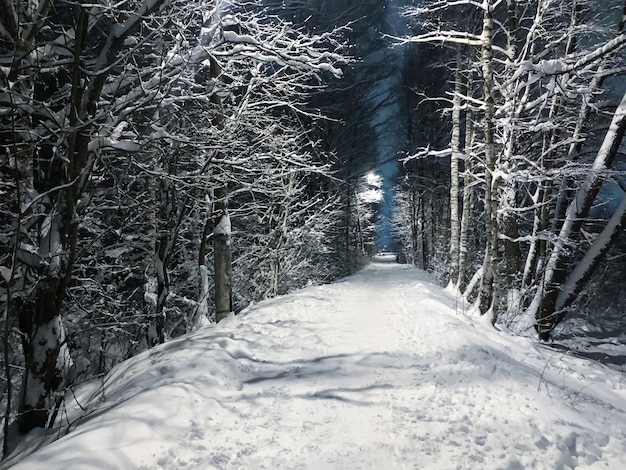 Paisaje nocturno camino nevado entre hileras de árboles cubiertos de nieve iluminados por faroles