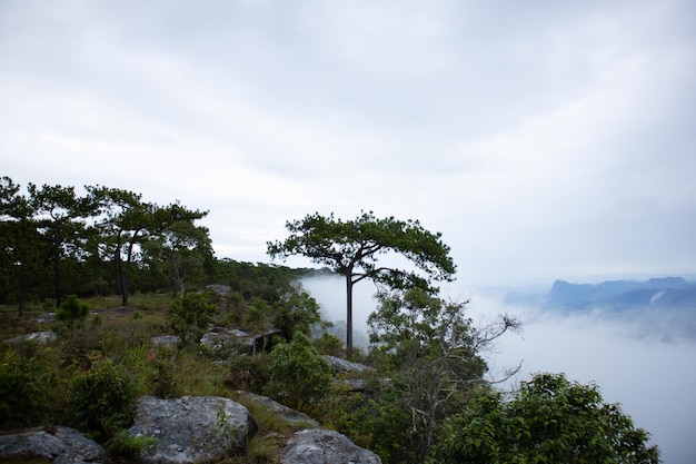 Paisaje de nubes de cielo de niebla de montaña por la mañana. Hermoso paisaje.