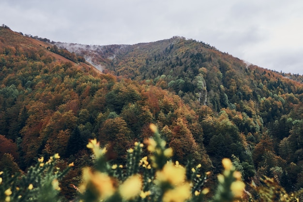 Paisaje con nubes entre las montañas. Bosque de Irati en otoño