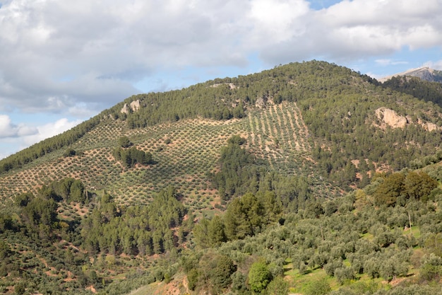 Paisaje de olivo cerca de Hornos en Cazola Segura y el Parque Nacional de Las Villas, Jaén, España