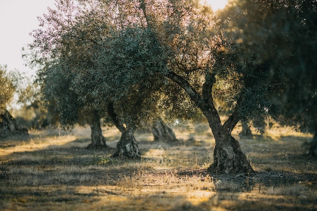 Paisaje de olivos