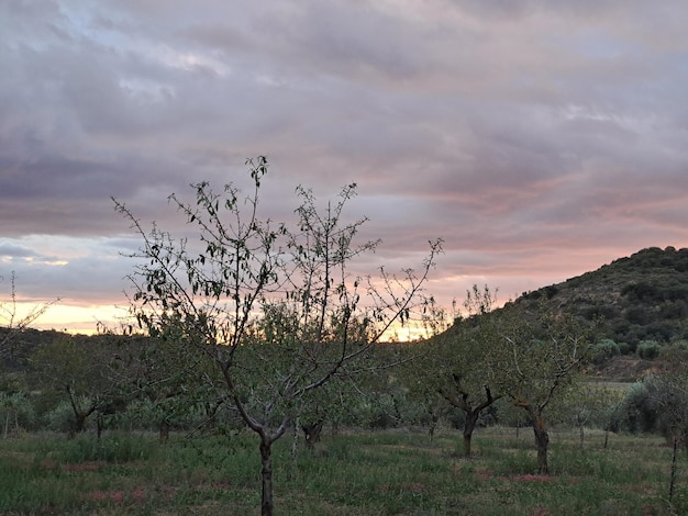 Paisaje de olivos