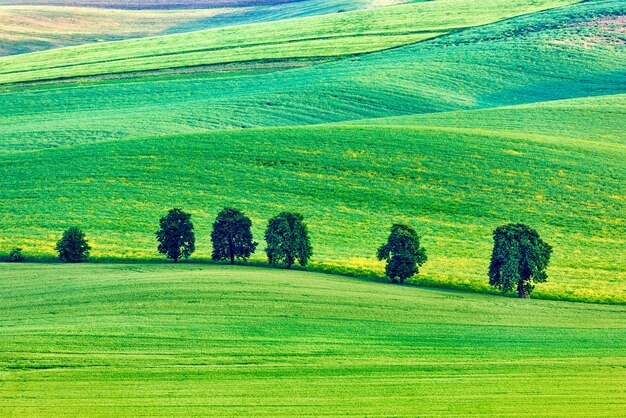 Paisaje ondulado de Moravia con árboles Moravia del Sur República Checa