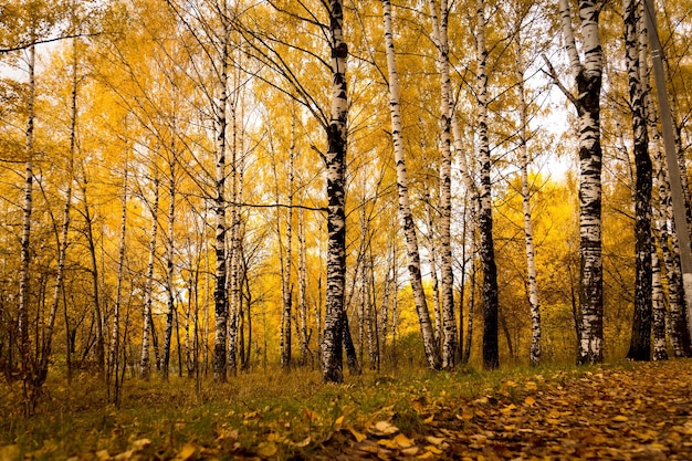 Paisaje otoñal con abedules en el bosque