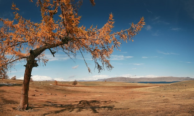 Paisaje otoñal alerce Altai Tavan Bogd National Park Mongolia