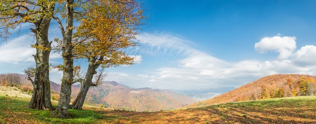 Paisaje otoñal con árbol dorado en montaña, panorama