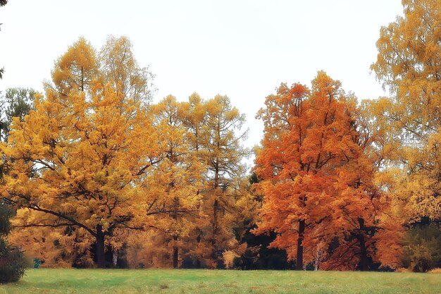 paisaje otoñal / árboles amarillos en el parque otoñal, bosque naranja brillante