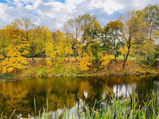 paisaje otoñal con árboles, bosque y lago