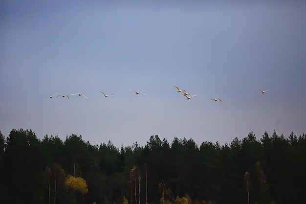 paisaje otoñal, una bandada de cisnes en el bosque, aves migratorias, migración estacional en octubre