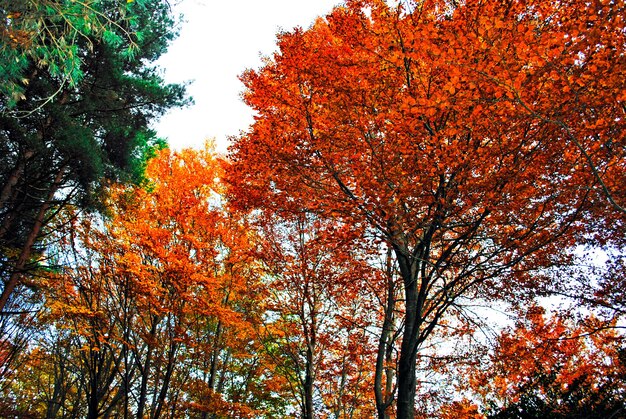 Paisaje otoñal en el bosque de La Fageda de Grevolosa, La Garrotxa.