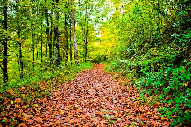 Paisaje otoñal en el bosque de La Fageda de Grevolosa, La Garrotxa.