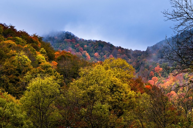 Paisaje otoñal en el bosque de la Fageda de Grevolosa, La Garrotxa,