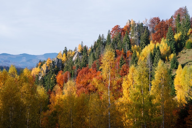 Paisaje otoñal en un bosque de montaña