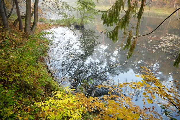 Paisaje otoñal. Bosque y río brumosos. Naturaleza de la mañana en la niebla. Rama de árbol. Follaje amarillo