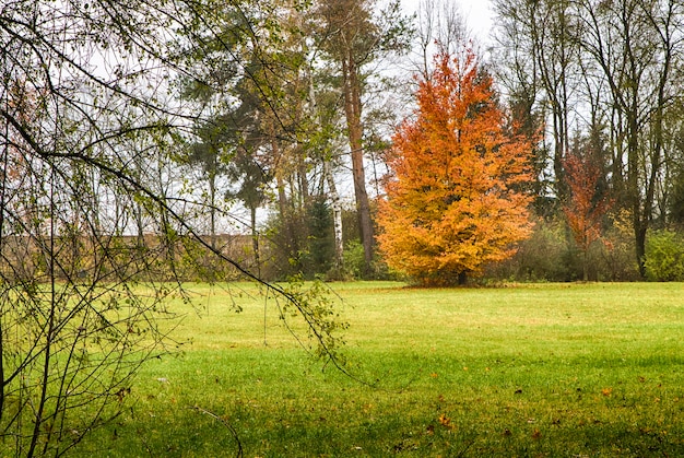 Paisaje otoñal en un bosque