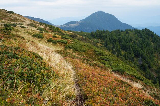 Paisaje otoñal. Camino en las montañas. Día nublado. Cárpatos, Ucrania, Europa