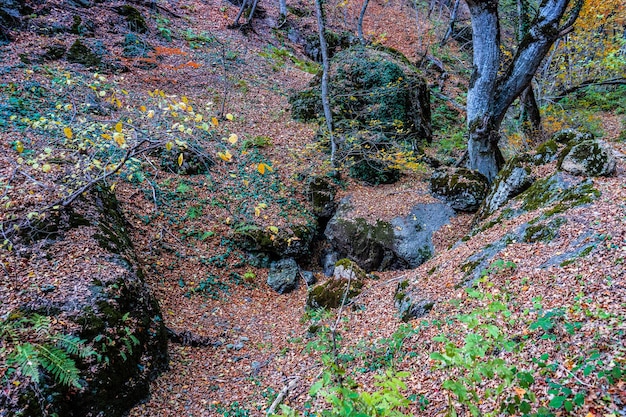 Paisaje otoñal del cañón Birtvisi