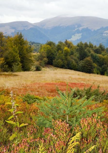 Paisaje otoñal de los Cárpatos (Ucrania) con arbustos de arándano