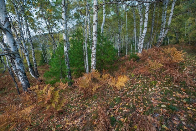 Paisaje otoñal en la costa del lago Teletskoye Altai