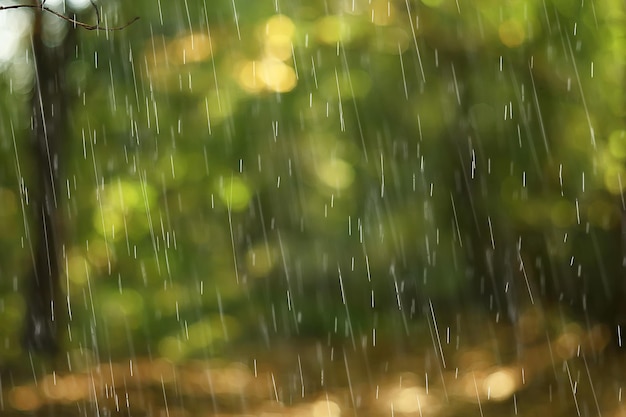 paisaje otoñal en un día lluvioso en un parque de la ciudad / árboles amarillos bajo la lluvia