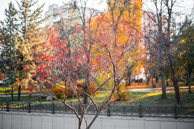 Paisaje otoñal en un día soleado Viburnum rojo en un árbol con hojas caídas en un parque de la ciudad