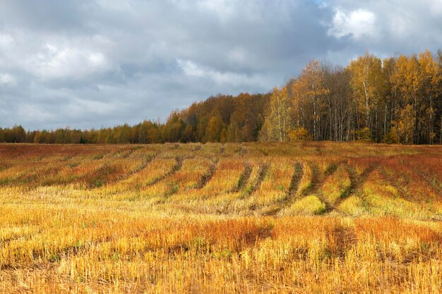 Paisaje otoñal con huellas de tractor en un campo de grano segado