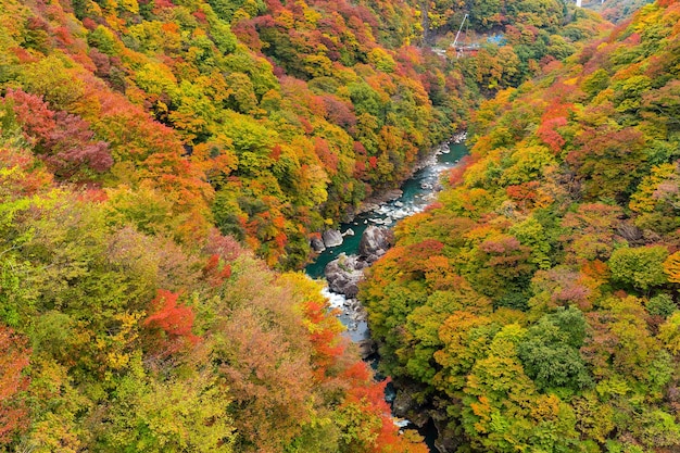 Paisaje otoñal en kinugawa