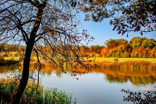 Foto paisaje otoñal de un lago con un árbol cerca y un bosque al otro lado