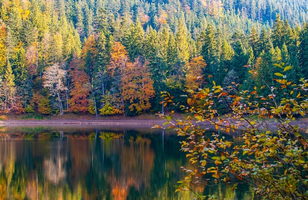 Paisaje otoñal con lago Synevyr y bosque colorido en los Cárpatos