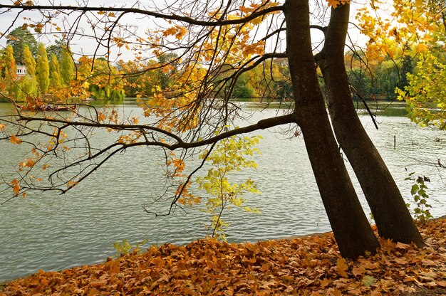 Paisaje otoñal del lago, Uman, Cherkasy Oblast