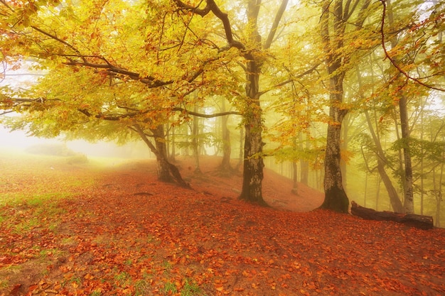 Paisaje otoñal en madera neblinosa