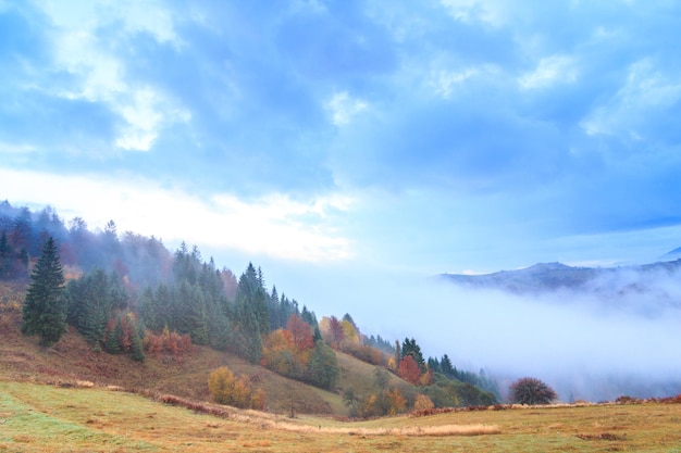 Paisaje otoñal con niebla en las montañas Bosque de abetos en las colinas Cárpatos Ucrania Europa