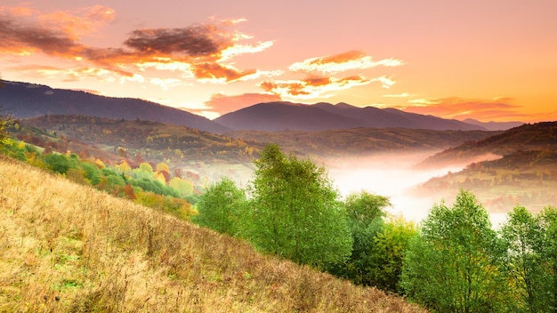 Paisaje otoñal con niebla en las montañas Bosque de abetos en las colinas Cárpatos Ucrania Europa