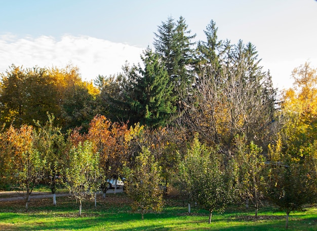 Paisaje otoñal en un parque de la ciudad, otoño en Moldavia. Enfoque selectivo.