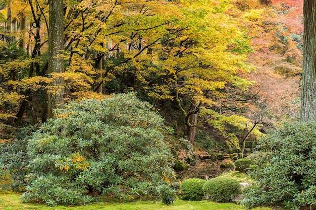 Paisaje otoñal en el parque japonés