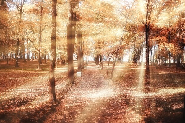 paisaje otoñal / rayos de sol en los árboles de otoño. Atardecer en el bosque con hojas amarillas. Verano indio para dar un paseo en el parque de otoño. Deslumbramiento y rayos de sol concepto de paisaje en la naturaleza